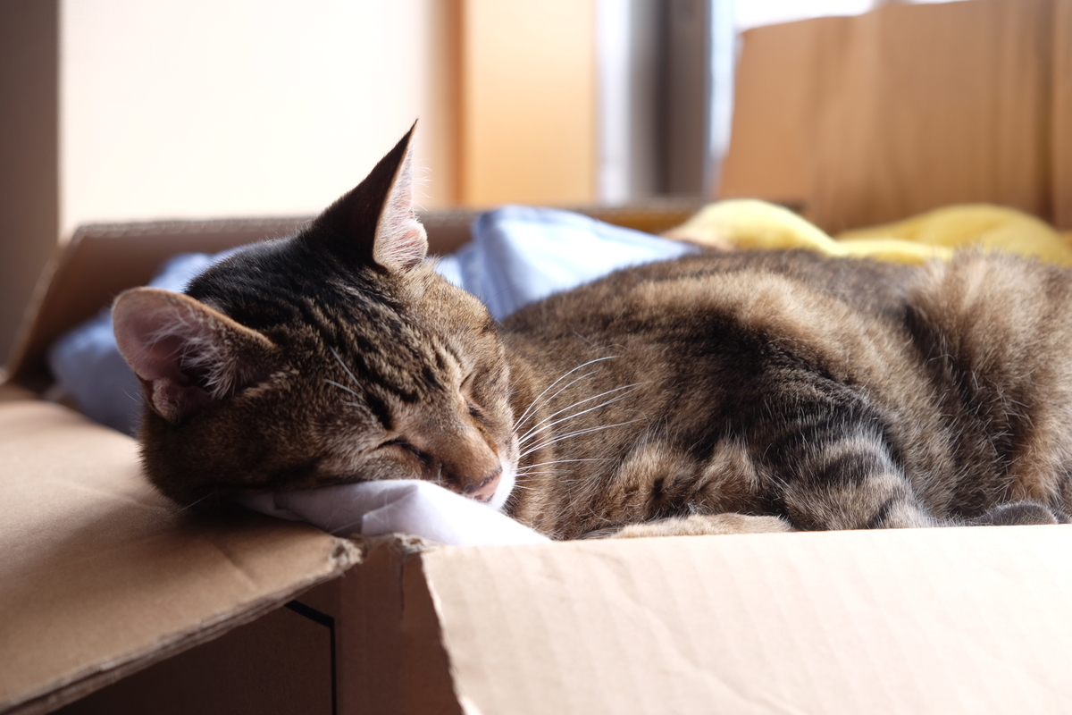 f:id:aiken_makiss:20190707091244j:plain