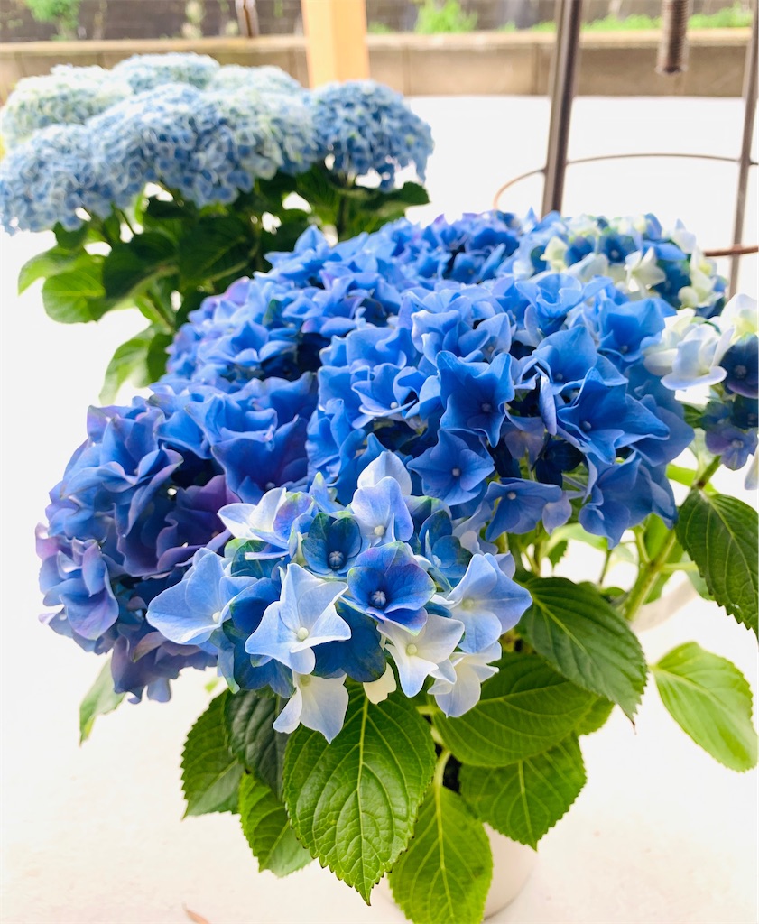 f:id:aiko0202k:20220529072348j:image f:id:aiko0202k:20220529072348j:image