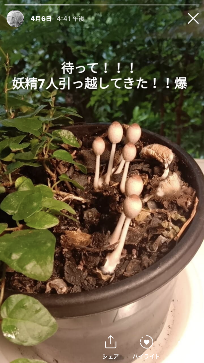 f:id:aikohana:20210605080340p:plain