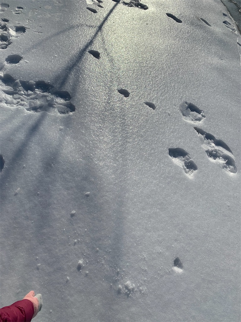 イリノイ州の冬に購入したもの - こどもと暮らすアメリカ, image size:768x1024