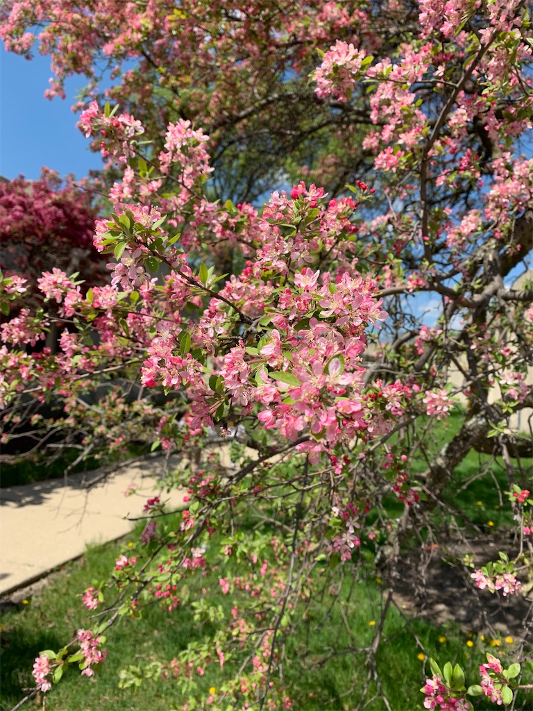 シカゴ・ヨットクラブ・レース｣米国イリノイ州, シカゴ - Bing Gallery · Peapix, image size:768x1024