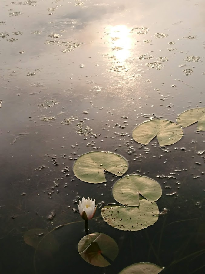 f:id:aikosu0825:20210702134500p:plain