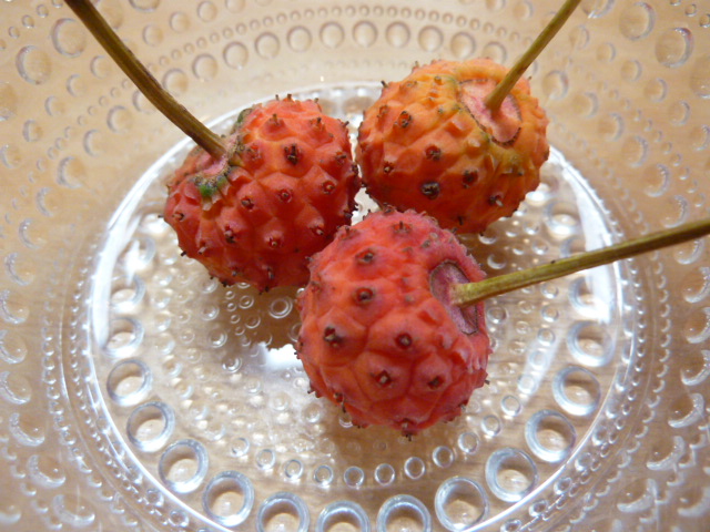 f:id:aikowakakusa16:20160912152635j:plain f:id:aikowakakusa16:20160912152635j:plain