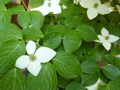 f:id:aikowakakusa16:20160912154942j:plain f:id:aikowakakusa16:20160912154942j:plain