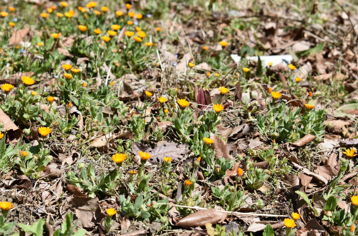 f:id:ailink2005:20200323172031j:plain