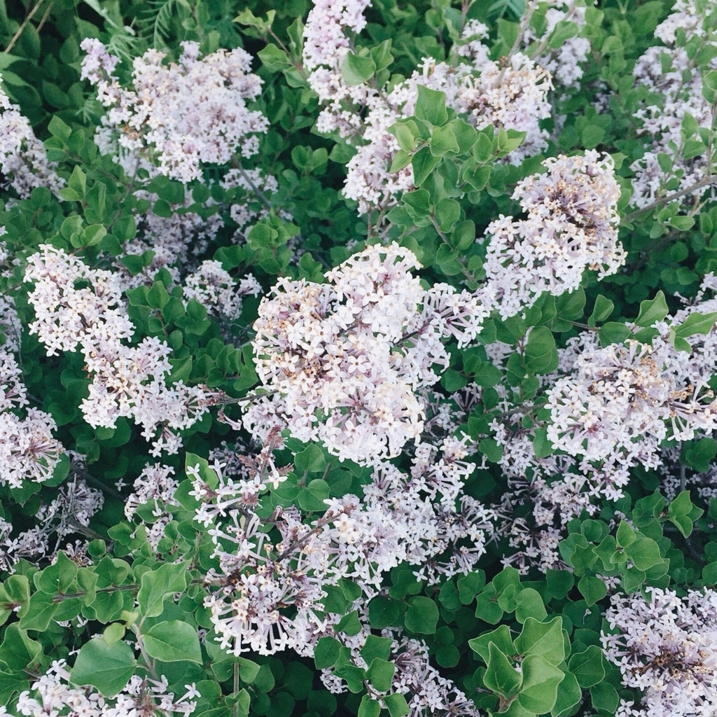 f:id:ailion0323:20180606113547j:plain