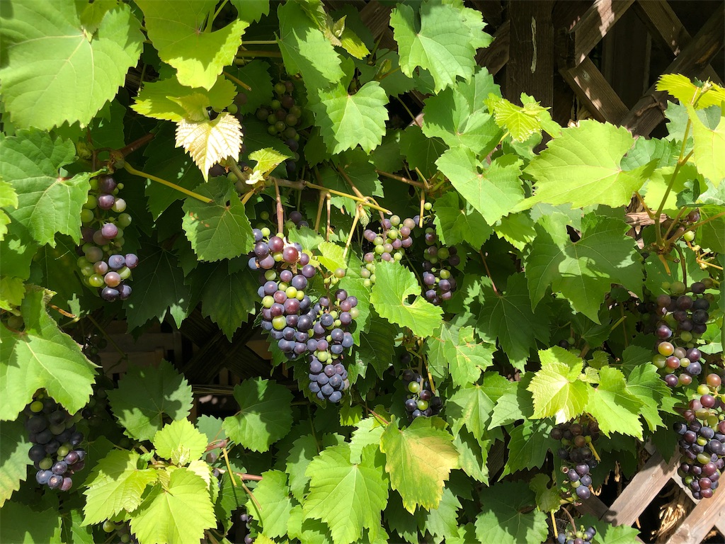 f:id:aim18:20190903233719j:image