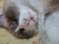 うちの猫