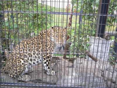 旭山動物園（豹）