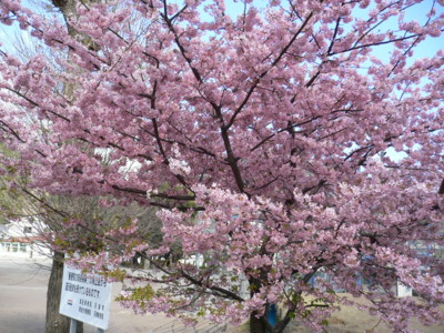 河津桜