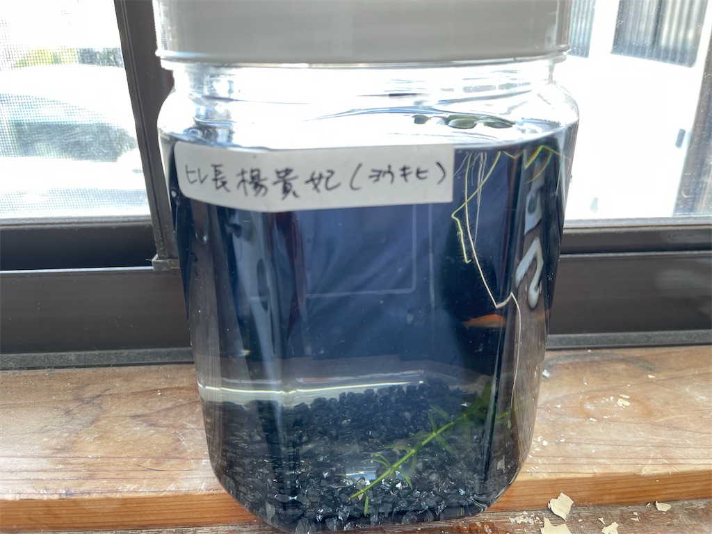 f:id:ainanmedaka:20210322150357j:image f:id:ainanmedaka:20210322150357j:image