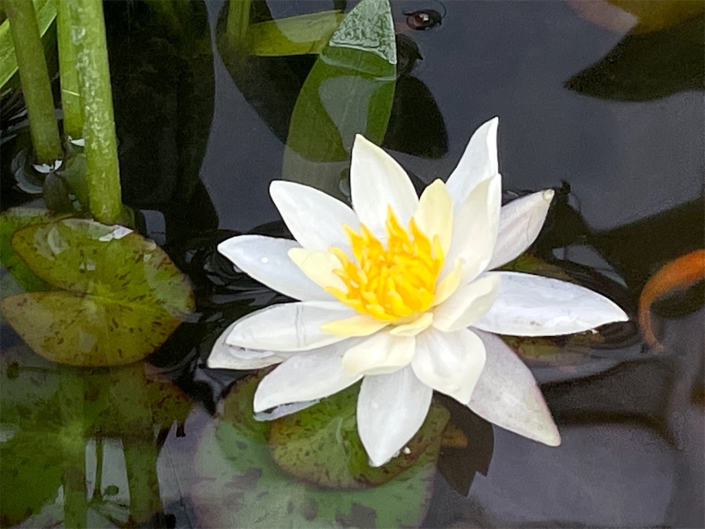 f:id:ainanmedaka:20210614092822j:image f:id:ainanmedaka:20210614092822j:image