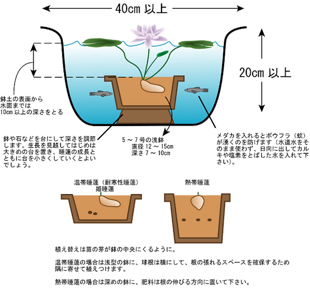 f:id:ainanmedaka:20210614093009j:image f:id:ainanmedaka:20210614093009j:image