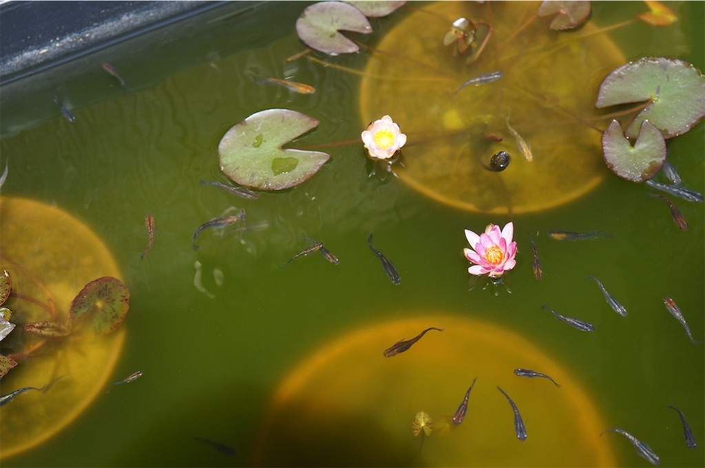 f:id:ainanmedaka:20210614095806j:image f:id:ainanmedaka:20210614095806j:image