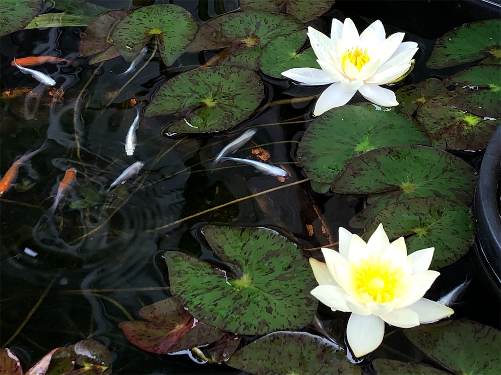 f:id:ainanmedaka:20210614095812j:image f:id:ainanmedaka:20210614095812j:image