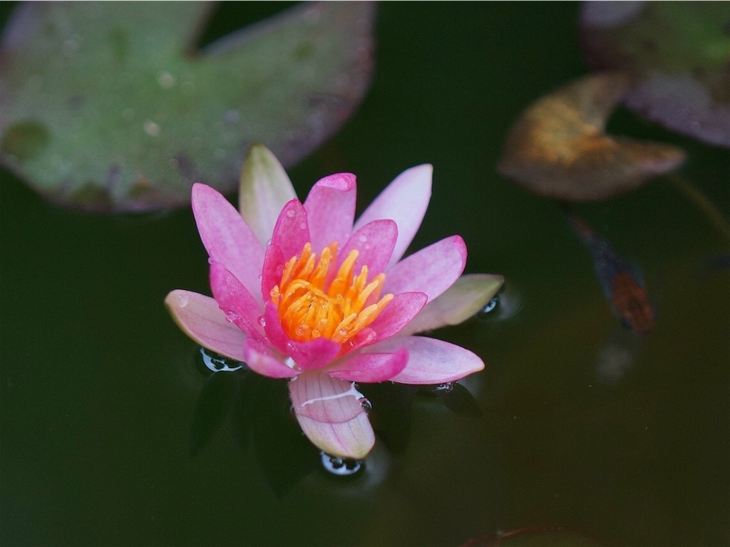 f:id:ainanmedaka:20210614095819j:image f:id:ainanmedaka:20210614095819j:image