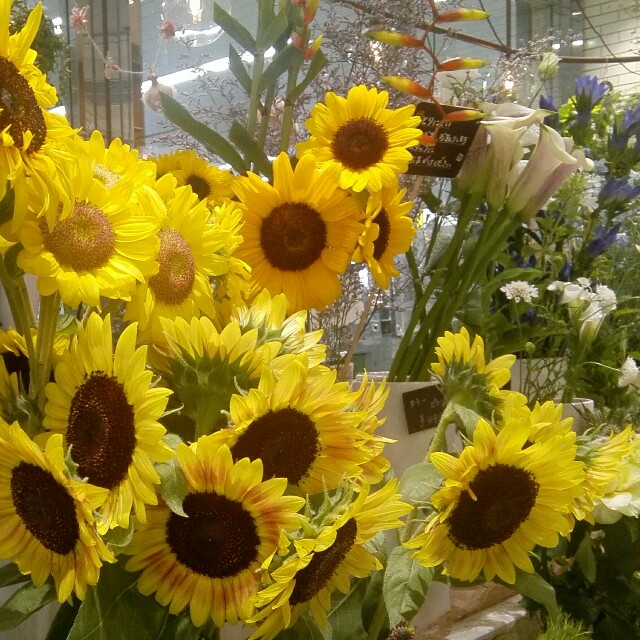 f:id:ainisi:20200820154920j:image f:id:ainisi:20200820154920j:image
