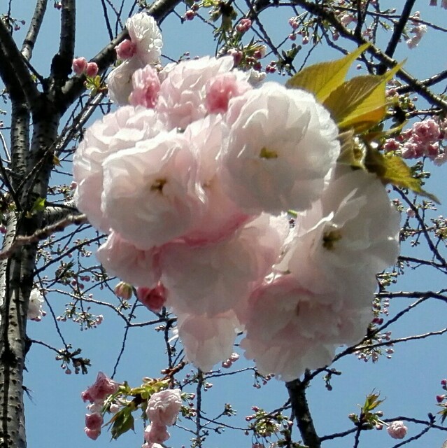 f:id:ainisi:20200820155849j:image f:id:ainisi:20200820155849j:image