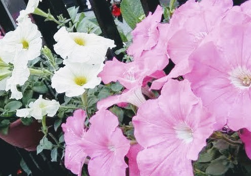 f:id:ainisi:20200830162606j:image f:id:ainisi:20200830162606j:image