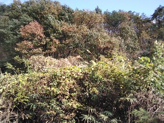 f:id:ainisi:20201105164141j:plain