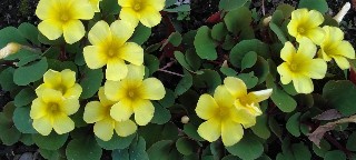 f:id:ainisi:20201115125004j:plain
