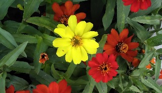 f:id:ainisi:20201115130708j:plain