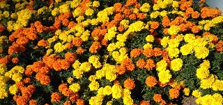 f:id:ainisi:20201115131109j:plain