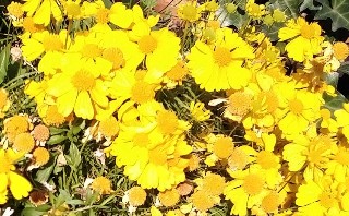f:id:ainisi:20201115193358j:plain