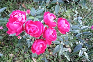 f:id:ainisi:20201122162213j:plain