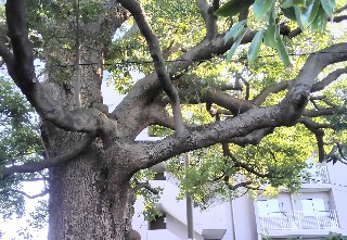 f:id:ainisi:20201127011841j:plain