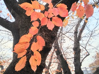f:id:ainisi:20201212160353j:plain