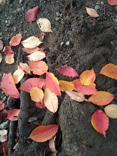 f:id:ainisi:20201212160508j:plain