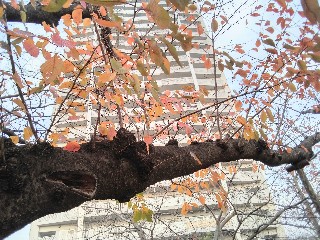 f:id:ainisi:20201212160653j:plain