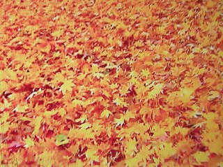 f:id:ainisi:20201212161215j:plain
