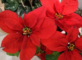 f:id:ainisi:20211222214434j:plain