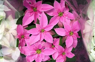 f:id:ainisi:20211222215313j:plain