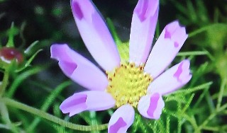 f:id:ainisi:20211222215548j:plain