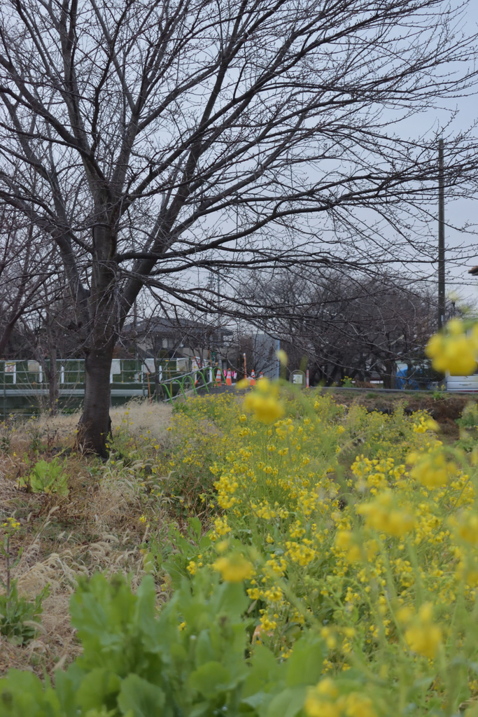 f:id:aino123:20190304212729j:plain