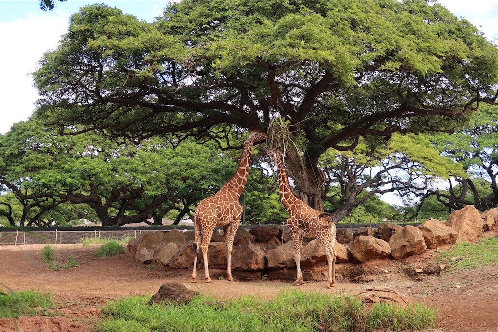 f:id:aiooblog:20190304124206j:plain