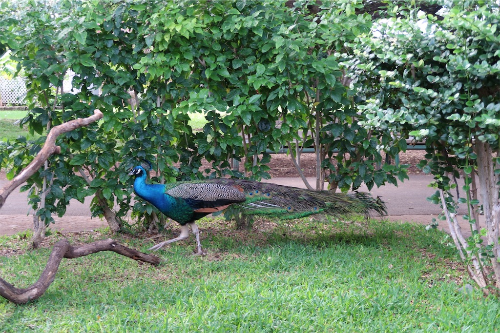 f:id:aiooblog:20190304124214j:plain