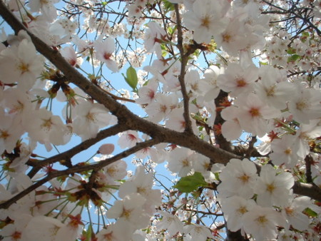 f:id:aip2009:20020401153047j:image f:id:aip2009:20020401153047j:image
