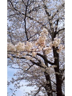 f:id:aipon2004:20100404122629j:image f:id:aipon2004:20100404122629j:image