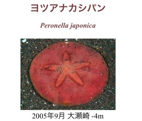 f:id:aipon2004:20110722144321j:image f:id:aipon2004:20110722144321j:image