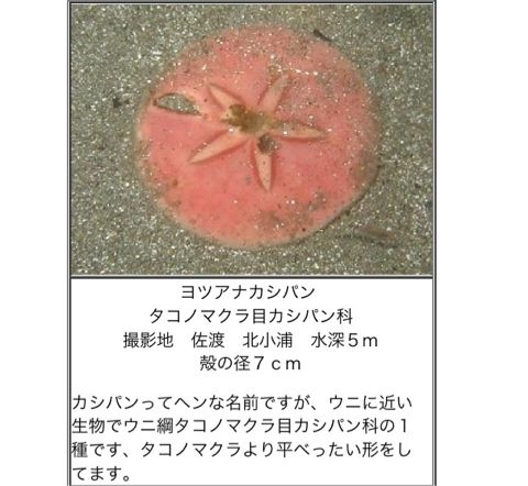 f:id:aipon2004:20110722144350j:image f:id:aipon2004:20110722144350j:image