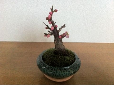 f:id:aipon2004:20120305144407j:image f:id:aipon2004:20120305144407j:image