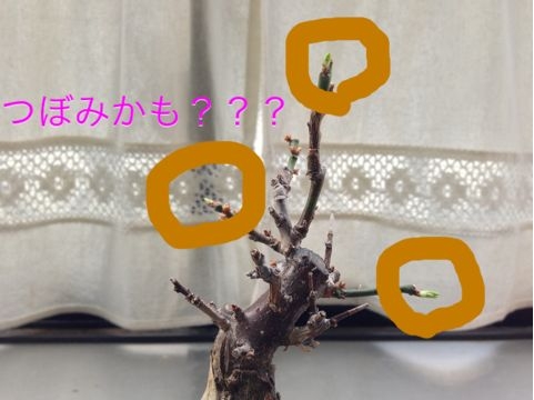 f:id:aipon2004:20130308083042j:image