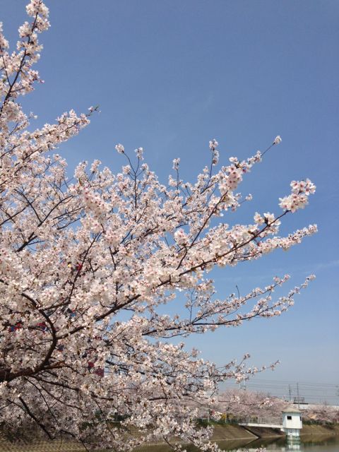 f:id:aipon2004:20130405080250j:image