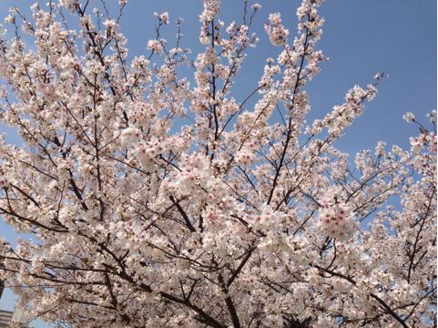 f:id:aipon2004:20130405080350j:image