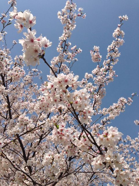 f:id:aipon2004:20130405080408j:image