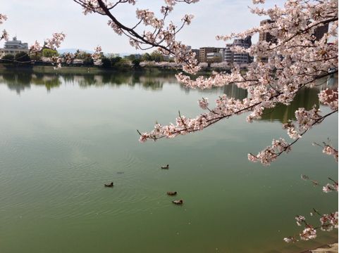 f:id:aipon2004:20130405080822j:image